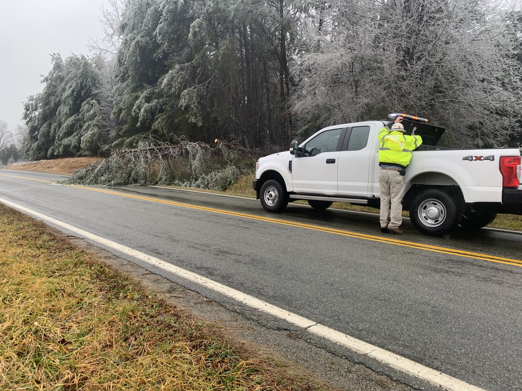 Tree on River Road near Old Grubby Road